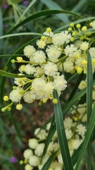 Acacia mabellae