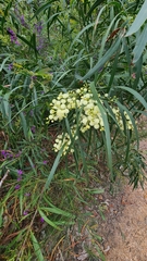 Acacia mabellae