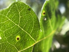 Neuroterus saltatorius