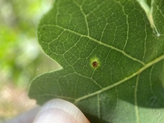 Neuroterus saltatorius