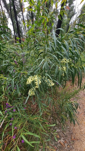 Image of Acacia mabellae by no rights reserved