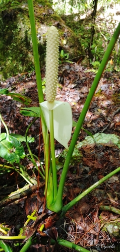 Anthurium huixtlense, photograph 1