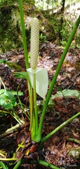 Anthurium huixtlense