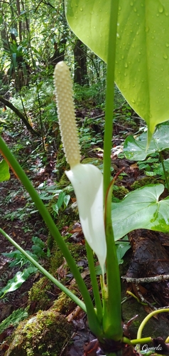 Anthurium huixtlense, photograph 2