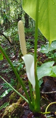Anthurium huixtlense