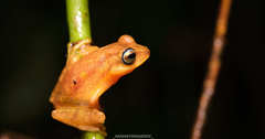 Raorchestes luteolus