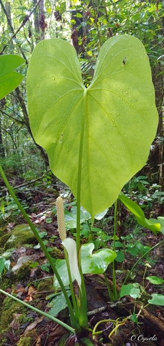 Anthurium huixtlense, photograph 3