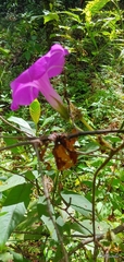 Ipomoea silvicola