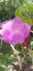 Ipomoea silvicola