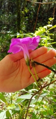 Ipomoea silvicola