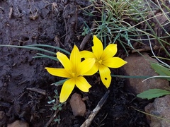 Romulea diversiformis