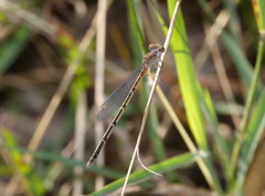Pseudagrion cingillum