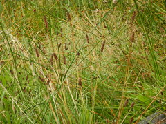 Carex diandra
