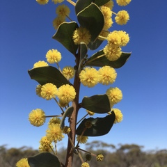 Acacia brachybotrya