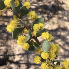 Acacia brachybotrya