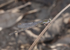 Pseudagrion cingillum