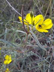 Oenothera berlandieri pinifolia