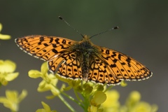Boloria selene