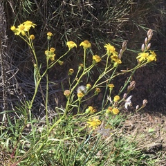 Senecio spanomerus