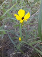 Oenothera berlandieri pinifolia