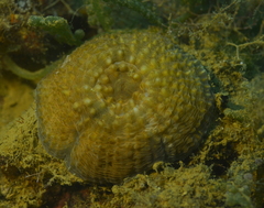 Echinomorpha nishihirai