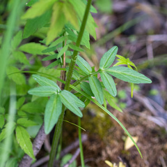 Valeriana dubia