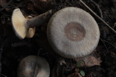Lactarius trivialis