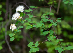 Spiraea chamaedryfolia