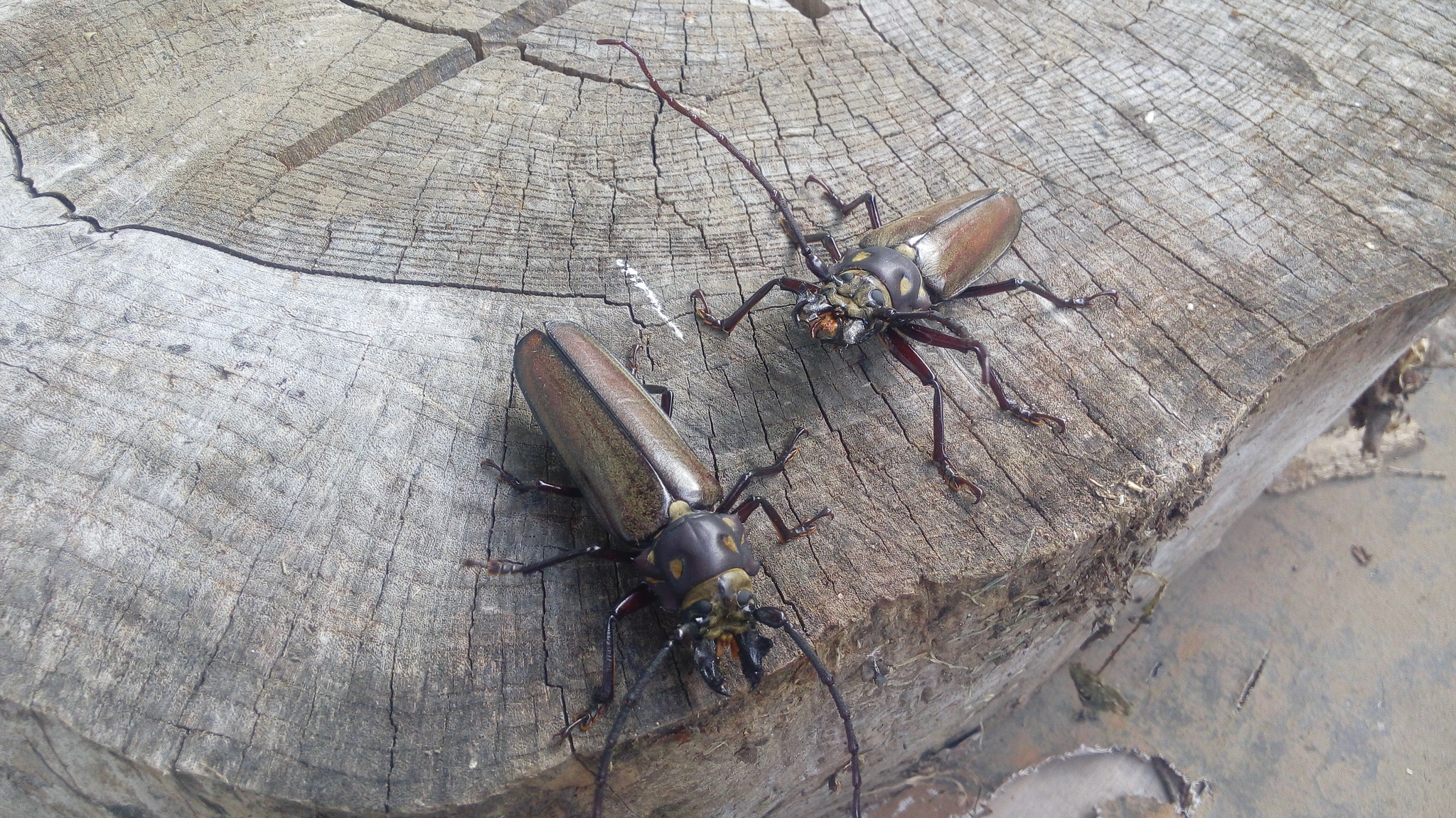 Callipogon relictus · iNaturalist