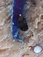 Dactylosternum abdominale