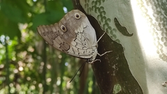 Prepona laertes octavia