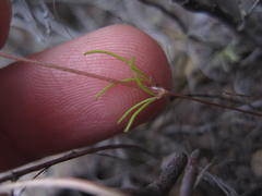 Oxalis polyphylla polyphylla