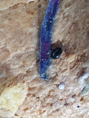 Dactylosternum abdominale