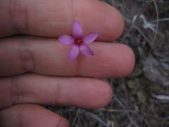 Oxalis polyphylla polyphylla