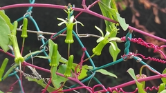 Passiflora viridiflora