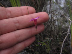 Oxalis polyphylla polyphylla