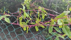 Passiflora viridiflora