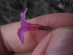 Oxalis polyphylla polyphylla