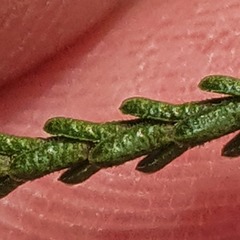 Micromyrtus ciliata