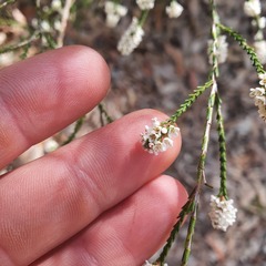 Micromyrtus ciliata