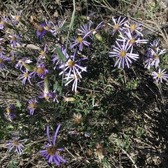 Olearia magniflora