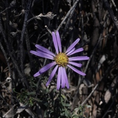 Olearia magniflora