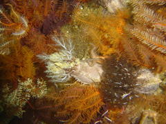 Pentacta doliolum