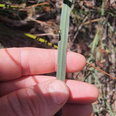 Bossiaea scolopendria