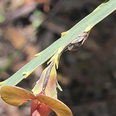 Bossiaea scolopendria