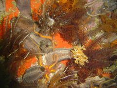 Pentacta doliolum