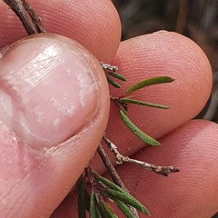 Darwinia biflora