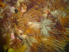 Pentacta doliolum
