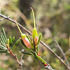 Darwinia biflora