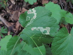 Pimpinella tripartita